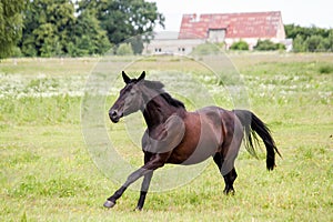 Beautiful dark horse running free at the pasture