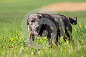 A beautiful dark Labrador Retriever plays outside