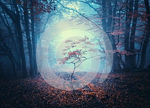 Beautiful dark mystical forest in blue fog in autumn