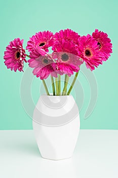 Beautiful dark pink gerbera daisies in a plain white vase against pastel green background. Minimalist floral background.