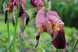 Beautiful dark pink iris flowers with dark purple petals and yellow center in the garden in cloudy weather