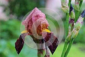 Beautiful dark pink iris flowers with dark purple petals and yellow center in the garden in cloudy weather on a green background