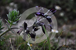 Beautiful dark purple flower