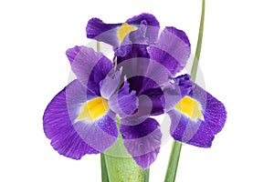 Beautiful dark purple iris flower isolated on white background