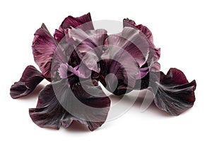 Beautiful dark purple iris flower isolated on white background