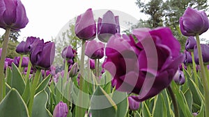 Beautiful dark purple tulip flowers in the Spring