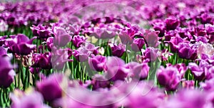 Beautiful dark purple Tulipa Negrita in field of spring flowers on blurry background