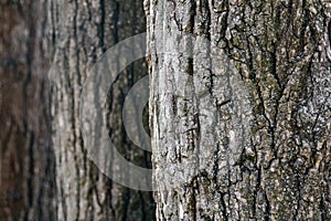 Beautiful dark relief tree bark close up