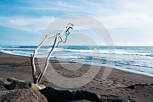 Beautiful dark sand beach with dead tree, beach landscape