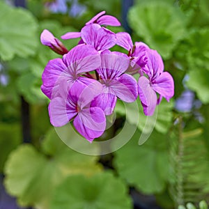 Beautiful dark violet-colored geranium flowers natural bouquet closeup