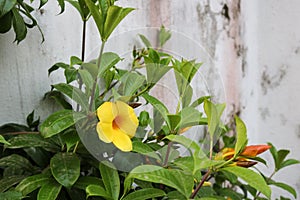 Beautiful Dark Yellow Flower in front of house of Bangladeshi Garden