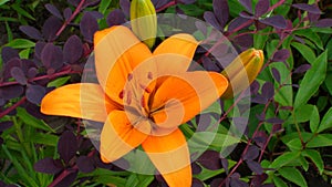 Orange flower of LA hybrid Lily of cultivar Indian Diamond on a background of garden shrubs