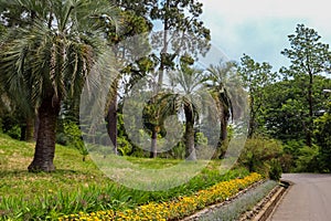 Beautiful date palm trees in Batumi botanical garden, Georgia
