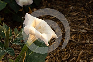 Beautiful Datura `Moonflower` in a garden. photo