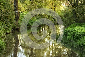 Beautiful dawn landscape image of river flowing through lush green woodland setting