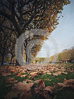 Beautiful day in the autumn park with golden leaves fallen from sycamore trees. Fall season scene