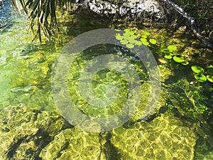 A beautiful day in Bacalar, stromatolites