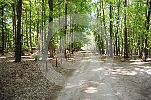 Beautiful day in forest in may