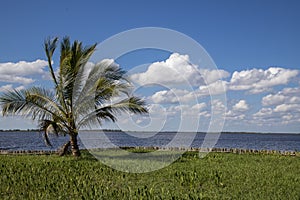 Beautiful day view of water and palm photo