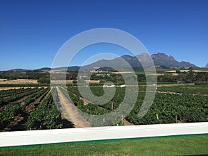 Beautiful day at a wine farm in Paarl