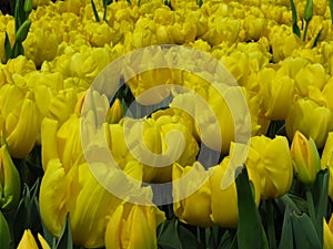 Beautiful Daydream Yellow Tulips Flowers Image. Many yellow tulips blooming in the garden.