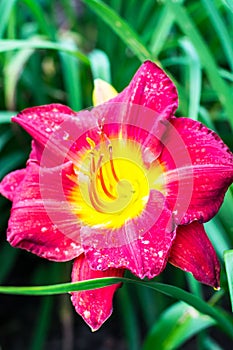 Beautiful daylilies growing in the garden