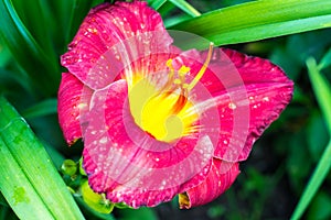 Beautiful daylilies growing in the garden