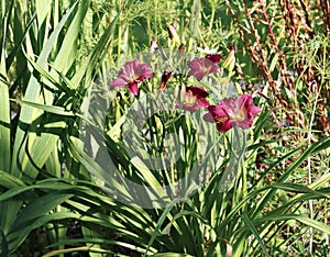 Beautiful daylily flower in the garden