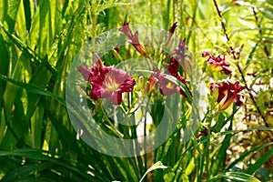 Beautiful daylily flower in the garden