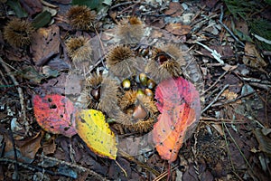 Beautiful Dead Leaves, Chestnuts and Acorns.