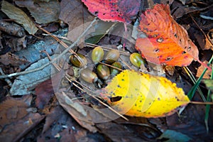 Beautiful Dead Leaves, Chestnuts and Acorns.