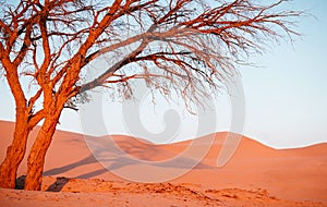 Beautiful dead tree in desert with sunset light and clear sky. Dubai - Abu Dhabi