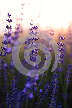 Beautiful deatil of a lavender field