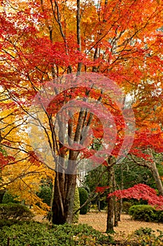 Beautiful deciduous trees in full colour in Autumn