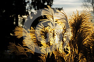 Beautiful decorading grass during sunrise or sunset in nature.