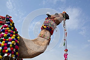Beautiful decorated Camel at Bikaner camel fesrival in Rajasthan, India