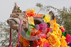 Beautiful decorated Camel at Bikaner camel fesrival in Rajasthan, India