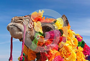 Beautiful decorated Camel at Bikaner camel fesrival in Rajasthan, India