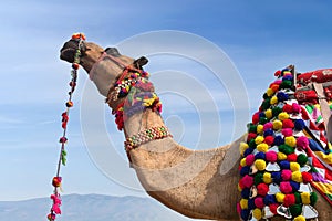 Beautiful decorated Camel at Bikaner camel fesrival in Rajasthan, India