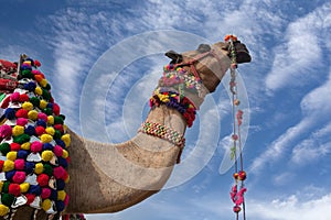 Beautiful decorated Camel at Bikaner camel fesrival in Rajasthan, India