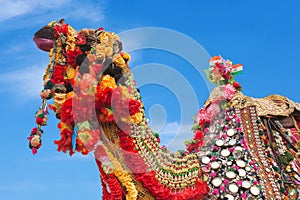 Beautiful decorated Camel on Bikaner camel festival in Rajasthan, India