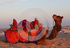Beautiful decorated camel waiting tourists for riding over dunes in Thar desert near Jaisalmer, Rajasthan, India