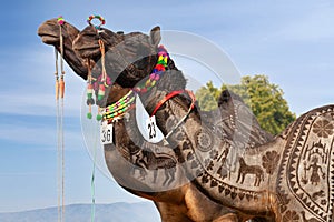 Beautiful decorated Dromedary Camels on Bikaner Camel Festival in Rajasthan India