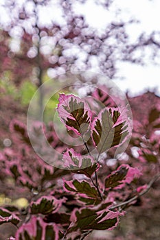 Beautiful decorative beech tricolor