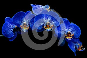 Beautiful decorative branch of blue phalaenopsis orchids