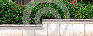 Beautiful decorative bushes with red flowers on the white fence