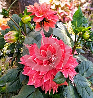 beautiful decorative Dahlia flowers with buds and leaves