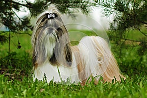 Beautiful decorative dog breed the Shih Tzu is in the summer out