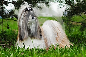 Beautiful decorative dog breed the Shih Tzu is in the summer out