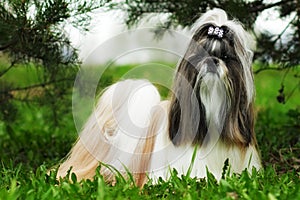 Beautiful decorative dog breed the Shih Tzu is in the summer out